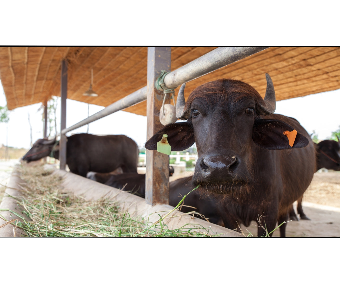 Made from Buffalo Milk